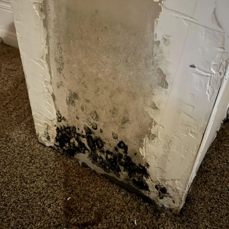 Professional Mold Removal in Abingdon, IL